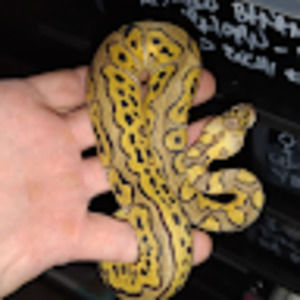 Meet your Posher, Kevin